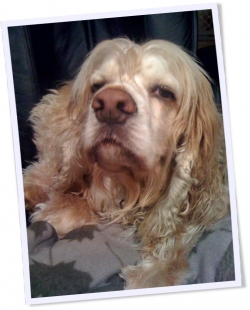 VikkSimmons-CockerSpaniel-RileySleepyEyes
