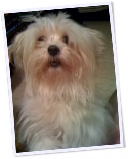 VikkSimmons-Maltese-Freddie01
