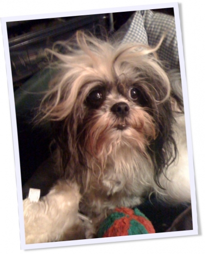 Teddy is anxious about all this talk of kennels, pet sitters, and dog boarding.