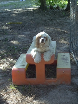 Riley-the-cocker-spaniel-2001-copyright-Vikk-Simmons