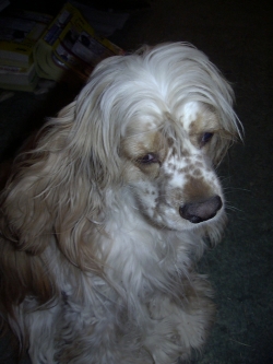 Riley-the-Cocker-Spaniel-copyright-2003-Vikk-Simmons