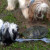 Teddy and Riley examine a strange tortoise crossing the yard.