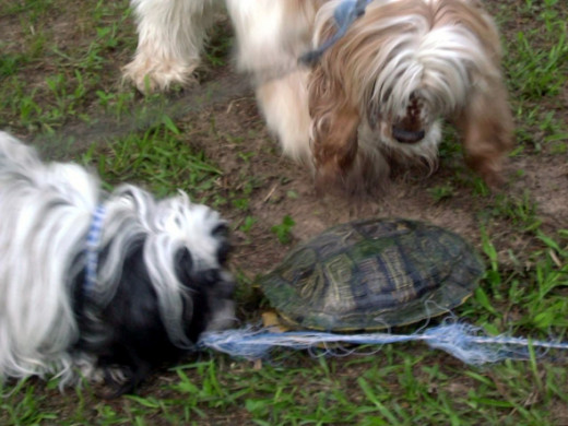 Teddy and Riley examine a strange tortoise crossing the yard.