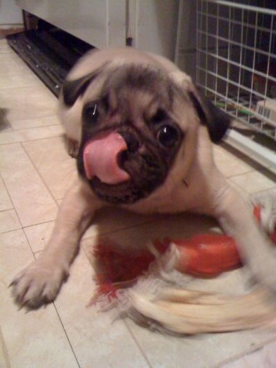 Lip-smacking Charlie the Pug Puppy