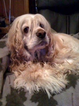 Meet Riley, the Cocker Spaniel Rockhound.