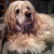 Meet Riley, the Cocker Spaniel Rockhound. Meet Riley, the Cocker Spaniel Rockhound.