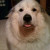 Meet Waco the Wonder, a Great Pyrenees.