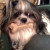 Meet Teddy, the Shih Tsu & Leader of the Pack. Meet Teddy, the Shih Tsu & Leader of the Pack.