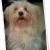 Meet Freddie the Dancing Bear, a Maltese. Meet Freddie the Dancing Bear, a Maltese.