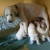 Zuria - Before fostering (TGPR Foster Pyr with puppies - photo courtesy Tim Heitman)
