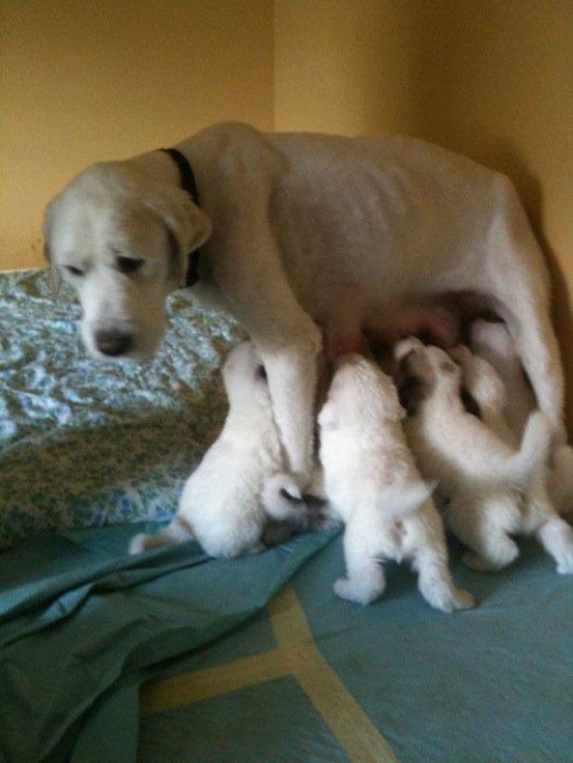 Zuria - Before fostering (TGPR Foster Pyr with puppies - photo courtesy Tim Heitman)