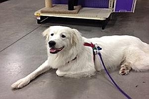 Pola - Not only is she spayed and potty-trained, she's pretty and only one year old. She's looking for that family of Pyr lovers who will give her lots of love and affection and she will do the same.