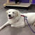Pola - Not only is she spayed and potty-trained, she's pretty and only one year old. She's looking for that family of Pyr lovers who will give her lots of love and affection and she will do the same.