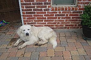 Big Boy - Very healthy 4 year old Great Pyrenees who loves being on a ranch and having his ears petted.