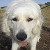 Sahara - About 2 1/2 years old, Sahara is a quiet young lady who enjoys walks, is housebroken, and seeking a family. This content girl enjoys dogs and cats, too.