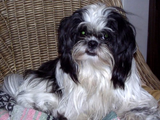 Young Teddy fully groomed.