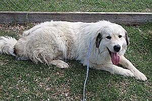 Lacey is a lovely Great Pyreneees who is a badger-marked Great Pyrenees with silver running through her hair. Not only is she beautiful, she's sweet. Loves kids.