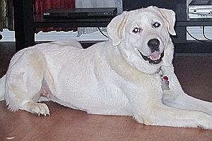 Gypsy - This is one smiling girl, a two-year old Great Pyrenees. who gets along with anyone and everybody including birds, dogs, and cats. Yes, children, too. She's looking for a home and lots of hugs.