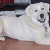 Gypsy - This is one smiling girl, a two-year old Great Pyrenees. who gets along with anyone and everybody including birds, dogs, and cats. Yes, children, too. She's looking for a home and lots of hugs.