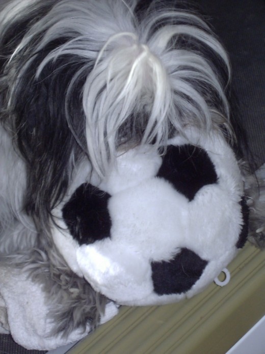 Teddy loves his soft plush toys.