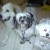 Waco, Teddy, and Freddie have a laugh.