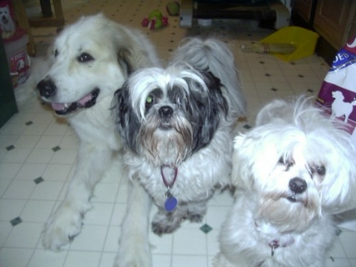 Waco, Teddy, and Freddie have a laugh.
