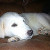 Nike - This nearly 3 month old Great Pyrenees puppy was abandoned at a shelter and is looking for a loving family. She's playful, happy, and clever.