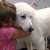 Luna Loo - This 10 month old little Pyr was found walking down Riverside STreet in Austin. She was scared and sad. Not anymore. Today she's happy, cuddly, and ready to be adopted. She's a "petite" Pyrenees, and is good with children, dogs and cats. N