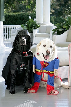 Halloween's gone to the dogs
