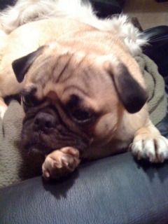 Charlie at rest after playing tug with Waco