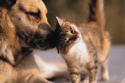 Dog-and-cat