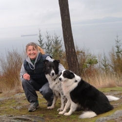 Border collies at the top of Mt Guemes