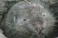 Mountain Beaver Face