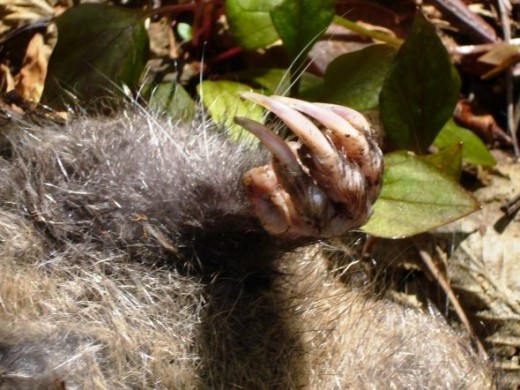 Mountain Beaver Front Claws