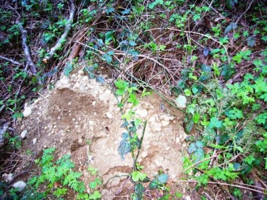 A Mountain Beaver Burrow
