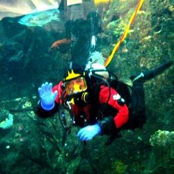 Diver at the Seattle Aquarium 