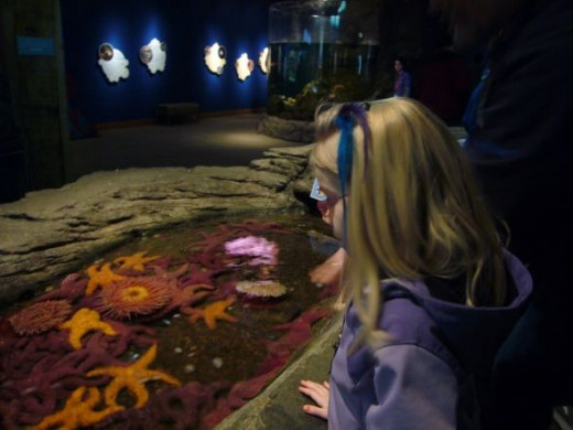 Seattle Aquarium Hands-on Tide Pools Exhibit