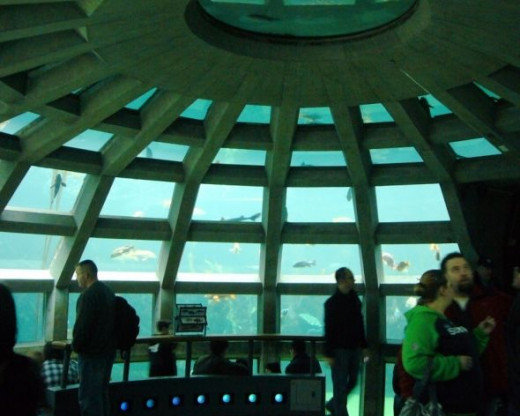 Seattle Aquarium Underwater Dome