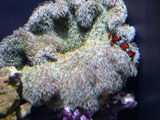 Clown fish in the Seattle Aquarium Tropical Reef Exhibit