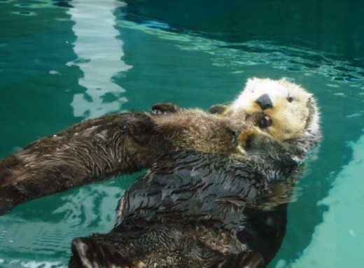 Seattle Aquarium Sea Otters Mother, Aniak and Baby Sekiu 