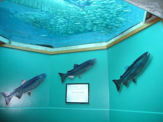 Seattle Aquarium Salmon Ladder