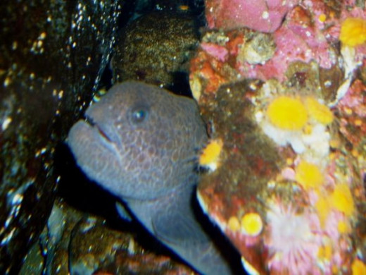 Seattle Aquarium wolf eel