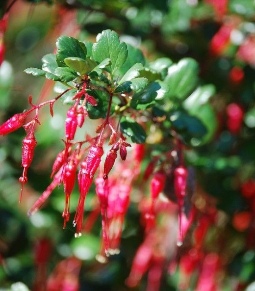 Fuchsia-flowered-gooseberry