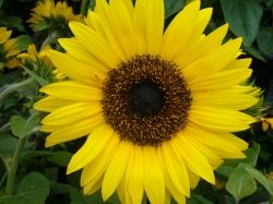 Great-Sunflower-Project