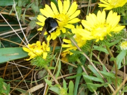 bumble-bee-on flower