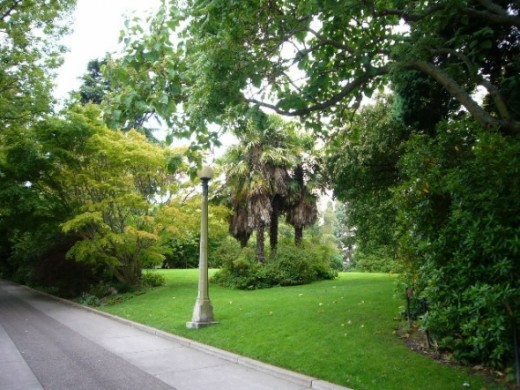 A palm tree in Seattle!  This is one of several palm trees surrounded by a lush green lawn area and mature trees and shrubs