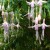One of many different colors of fuschias in bloom