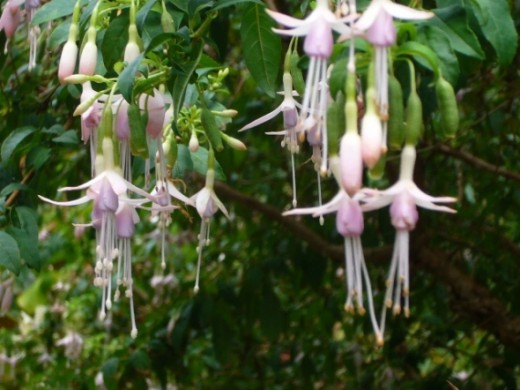 One of many different colors of fuschias in bloom