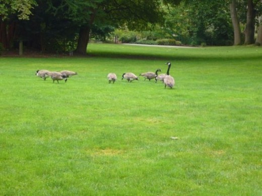 A family of Canada Geese on the lawn