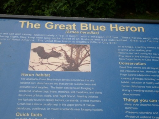 A sign with information about the Great Blue Herons that frequent the area around the locks